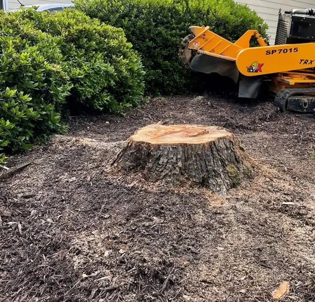 cny tree services stump grinding binghamton ny trusted local experts