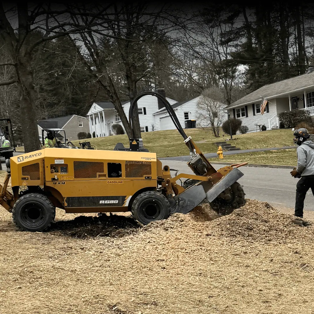 cny tree services trusted arborist in binghamton, ny