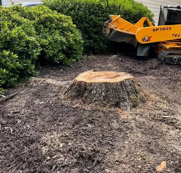 efficient stump grinding solutions in endicott, ny by cny tree service llc