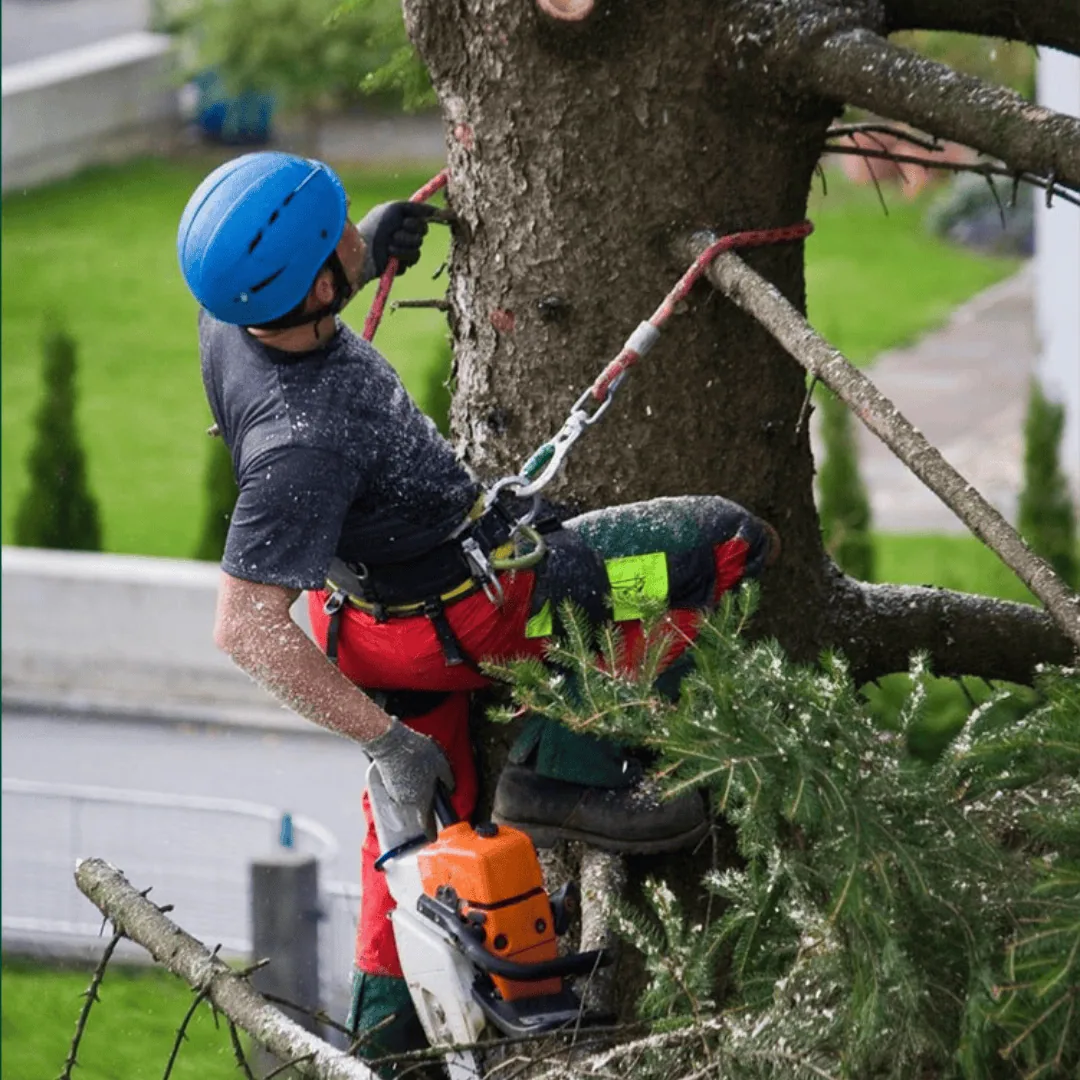 Tree Service binghamton