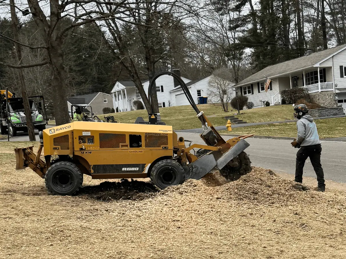 stump grinding cny tree services