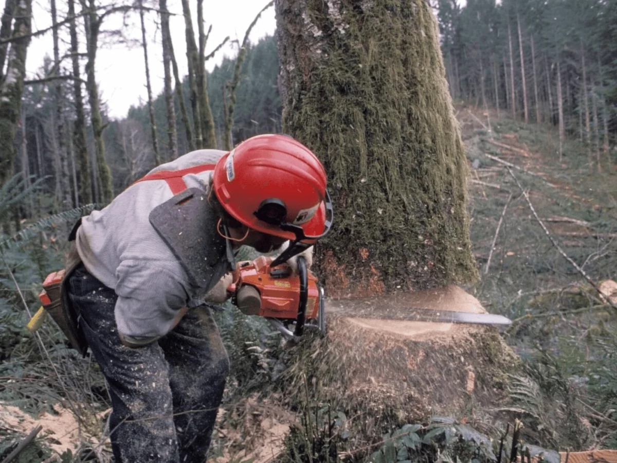 tree removal cny tree services