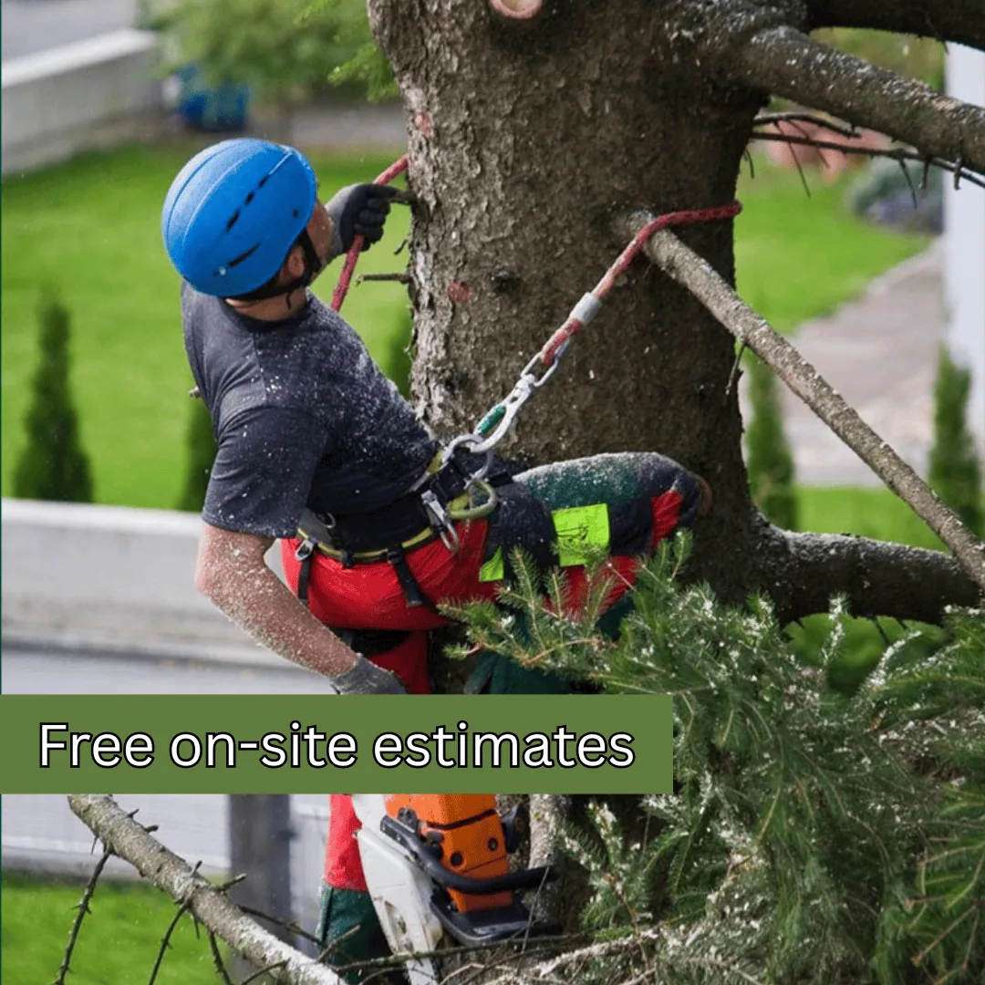 tree removal cost in binghamton new york