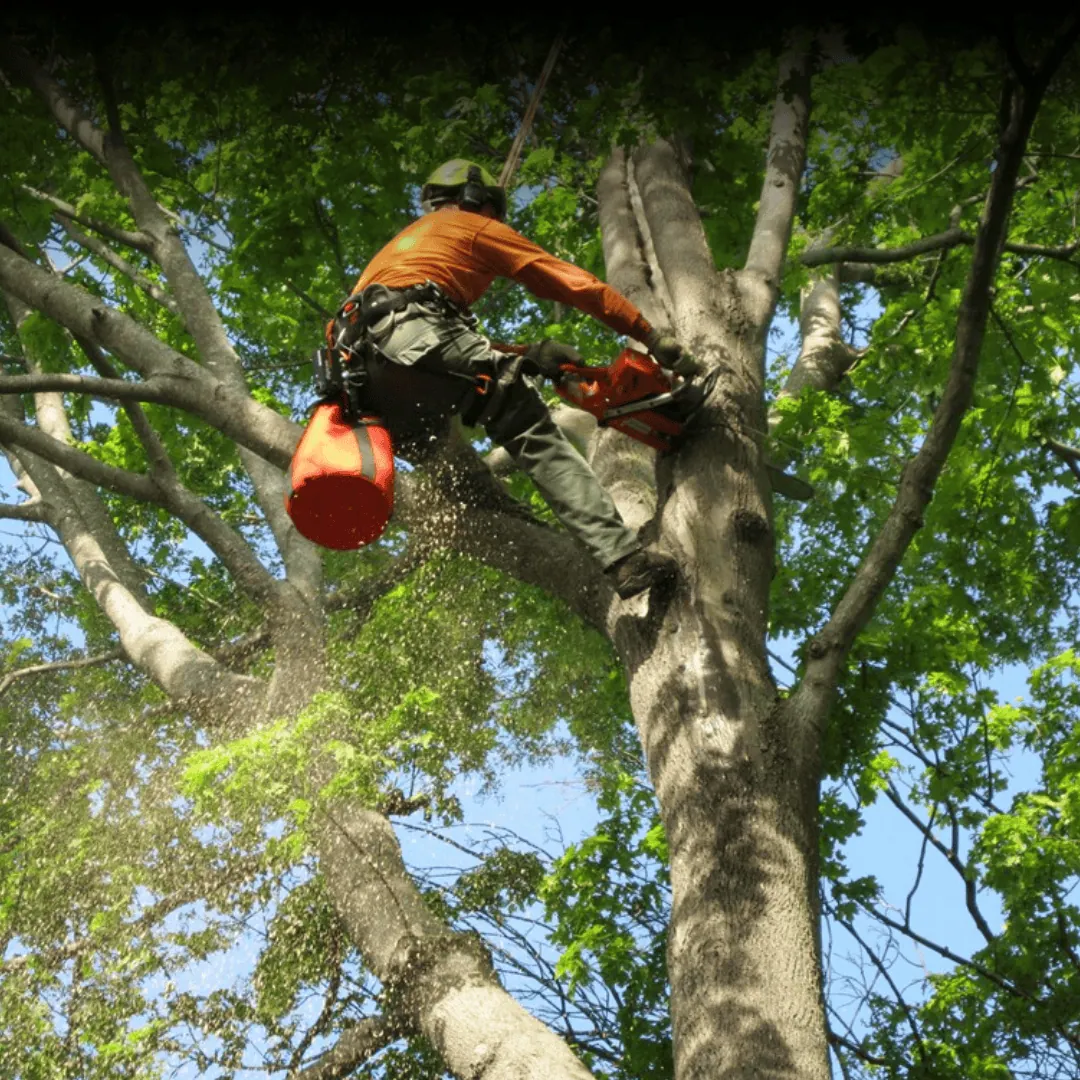 tree removal in binghamton new york cny tree services