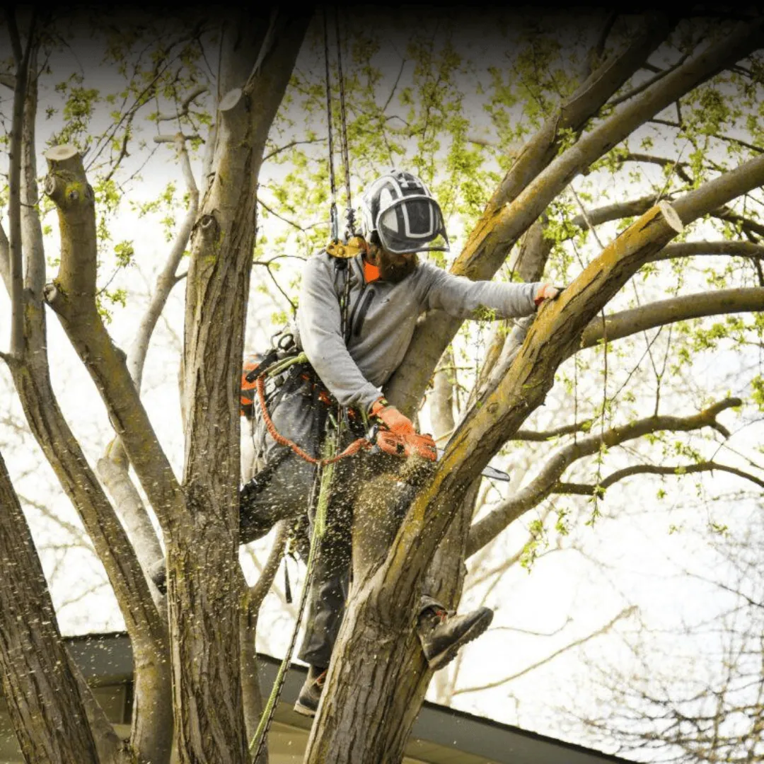 tree removal in binghamton ny