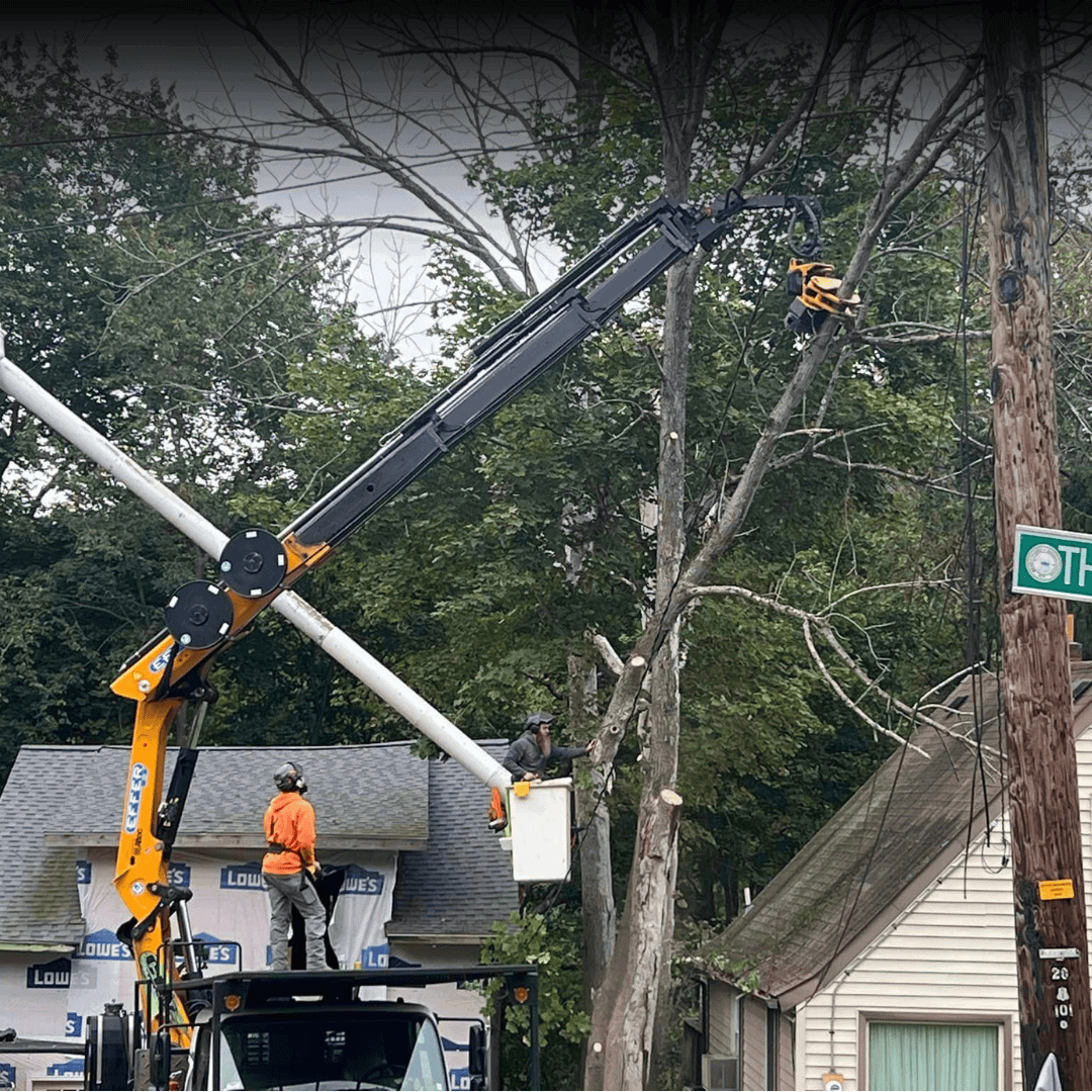 tree removal in kirkwood by cny tree service llc