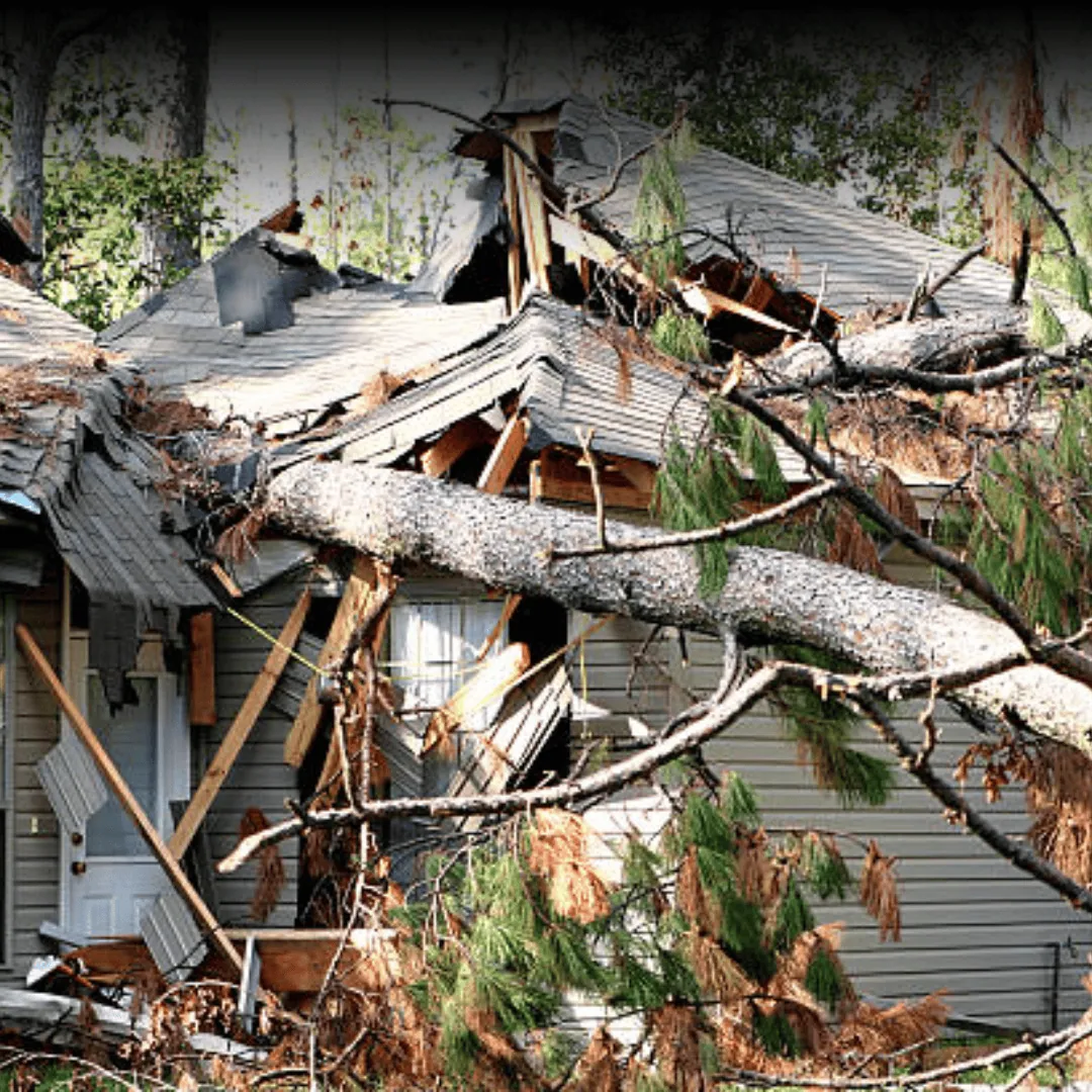 tree service binghamton – experts for tree removal services