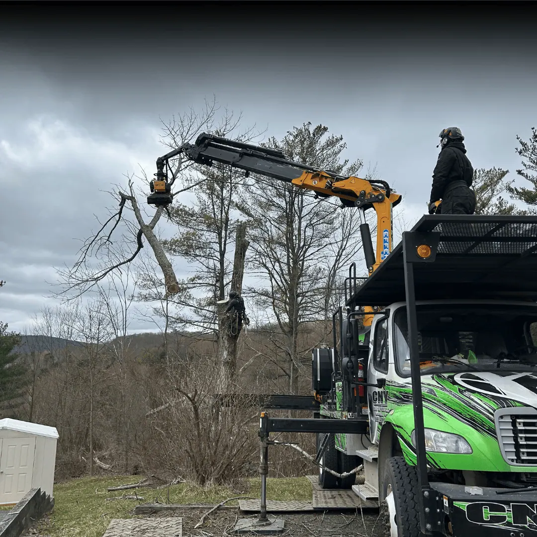 tree service binghamton – local experts for tree removal services