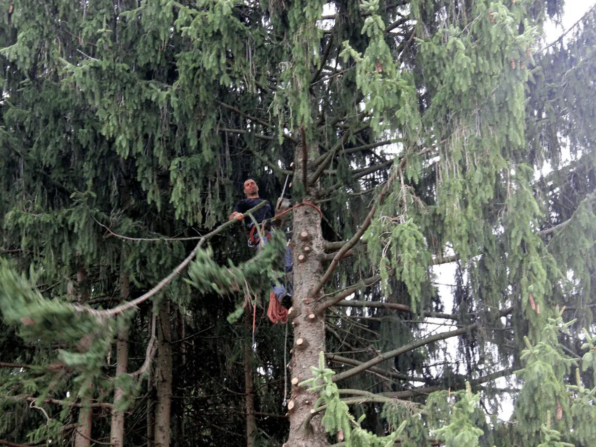 tree service cny tree services