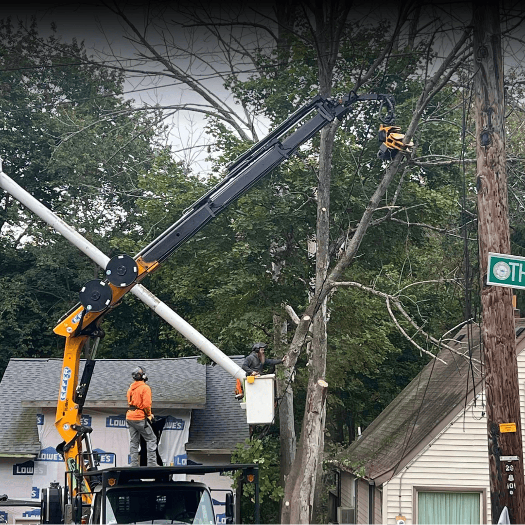 tree trimming binghamton, new york – trusted local experts