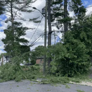 tree trimming binghamton, ny – trusted local experts