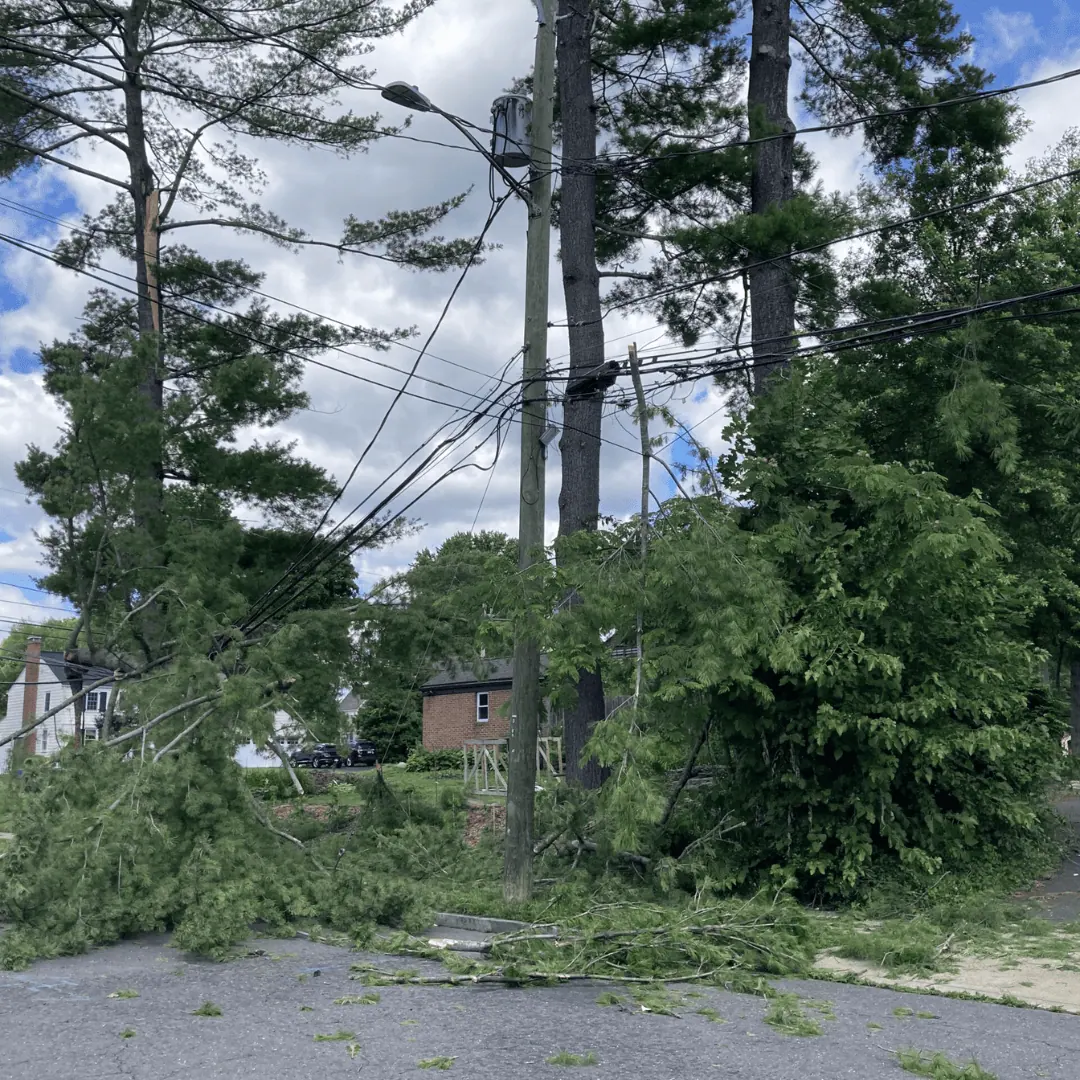 tree trimming binghamton, ny – trusted local experts