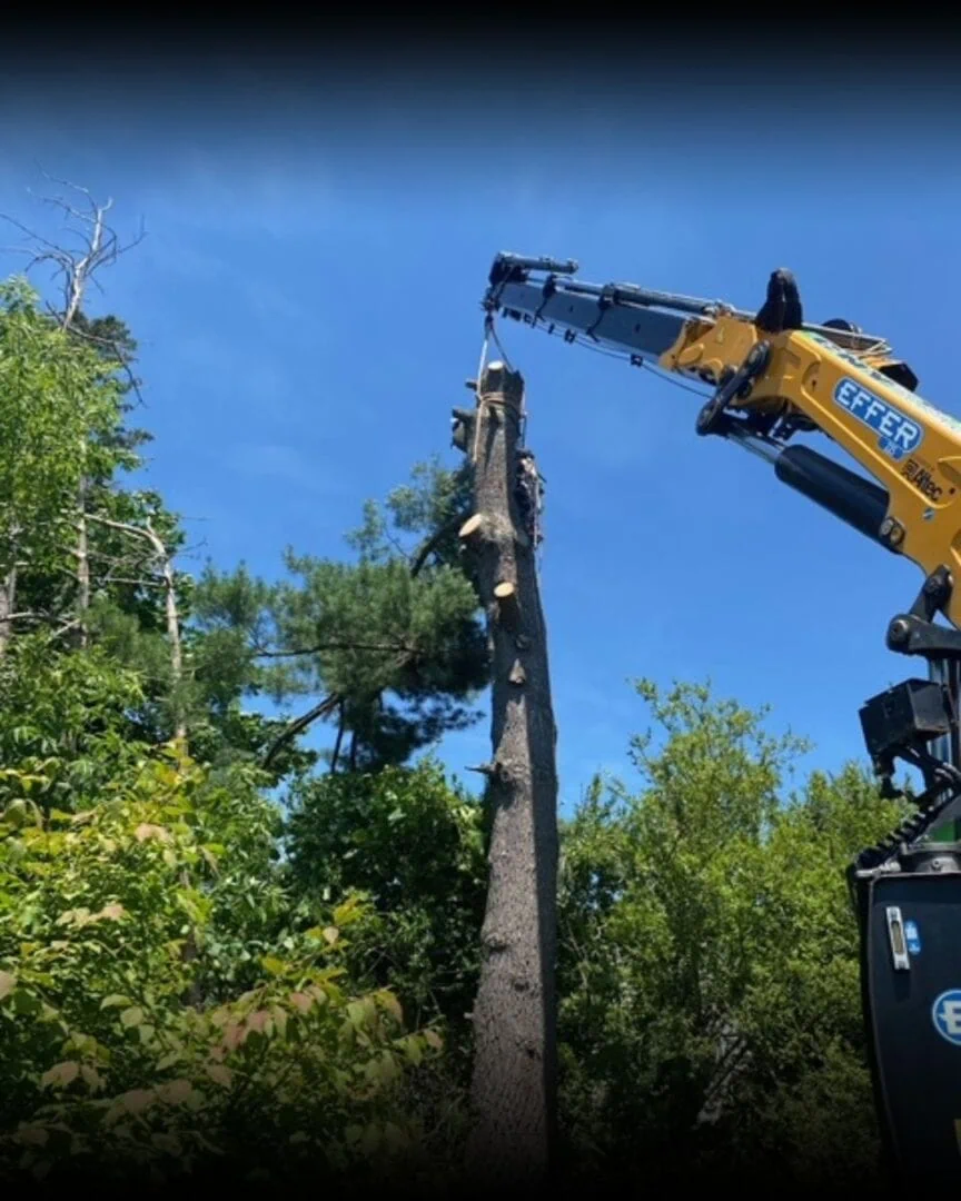 tree trimming binghamton – trusted local experts