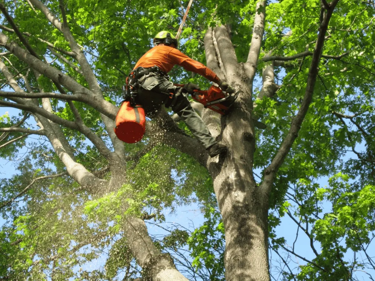 tree trimming cny tree services