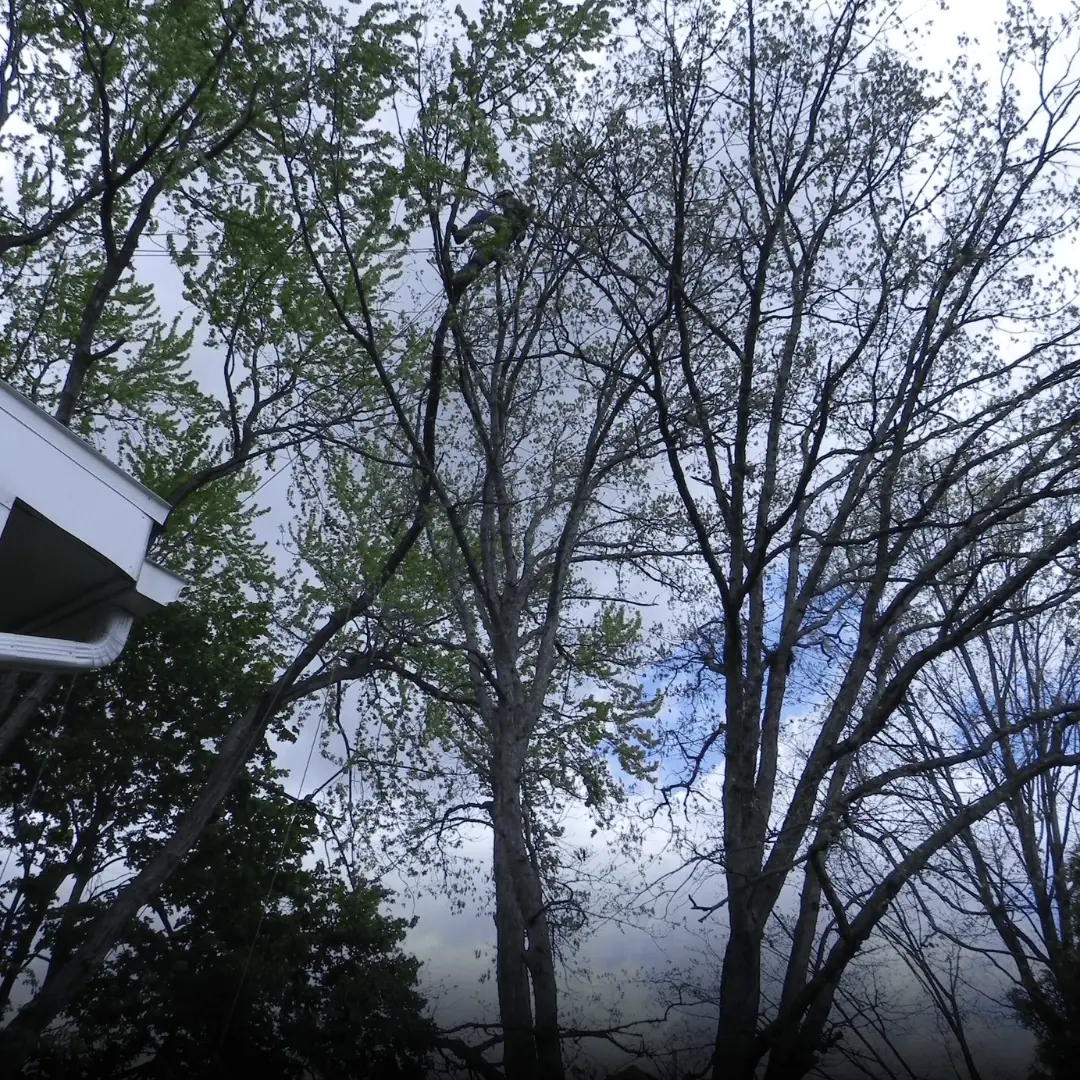 trusted arborist in binghamton cny tree services