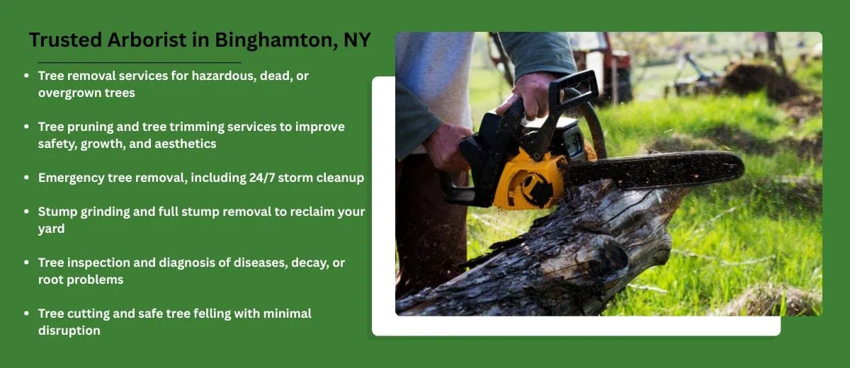 trusted arborist in binghamton, ny cny tree service