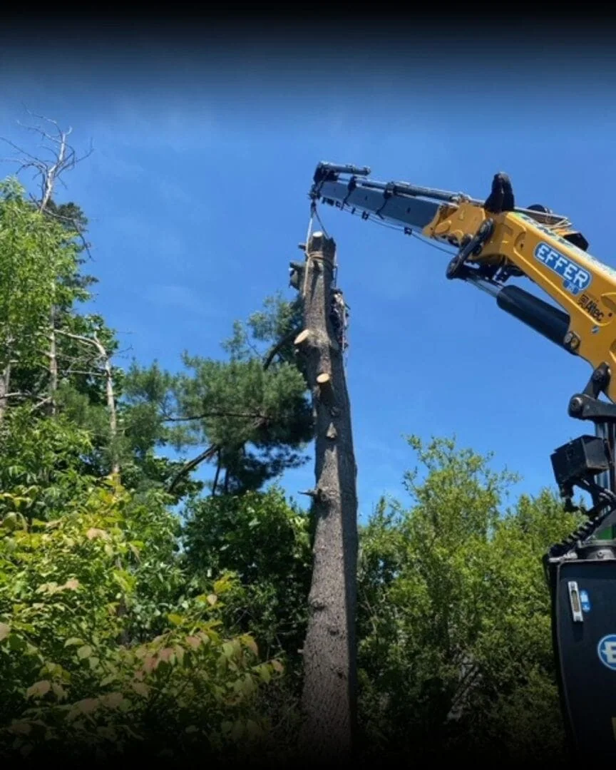 trusted tree removal in kirkwood by cny tree service