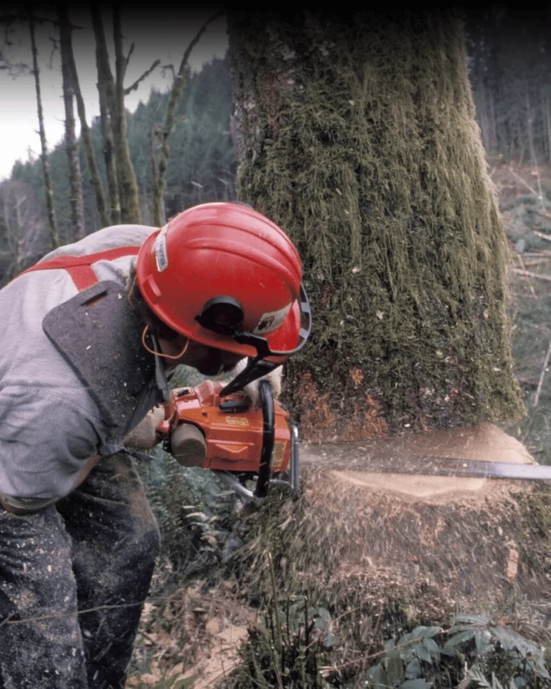 your trusted arborist in binghamton, ny