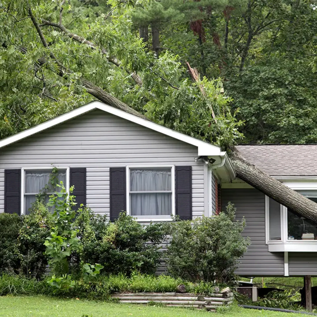 your trusted arborist in binghamton ny cny tree services llc